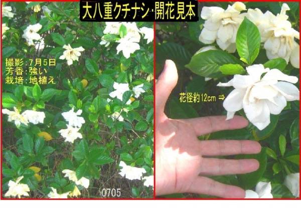 .! aroma garden tree! large . -ply gardenia _3 seedling Set! prompt decision _ cheap postage l three large aroma Hanaki l fragrance. woman .l huge flower 12cml root attaching .. small seedling lo male kasibal less pesticide l163