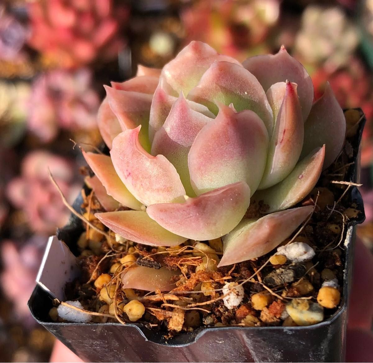 花うらら×シムランス 抜き苗 紅葉中 ゆらゆらフリルの葉が可愛い エケベリア 多肉植物 