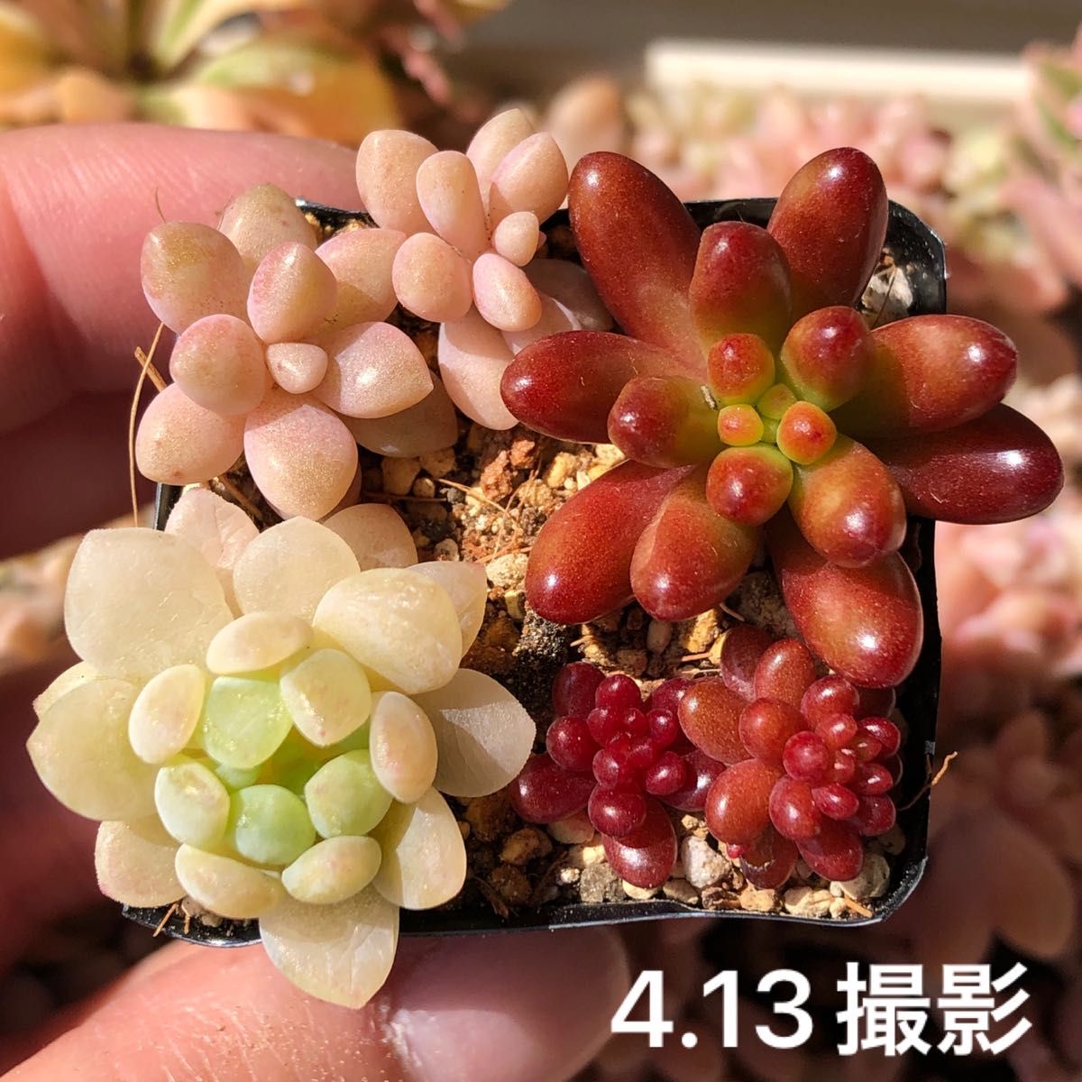 多肉植物 カット苗 セット 紅葉中