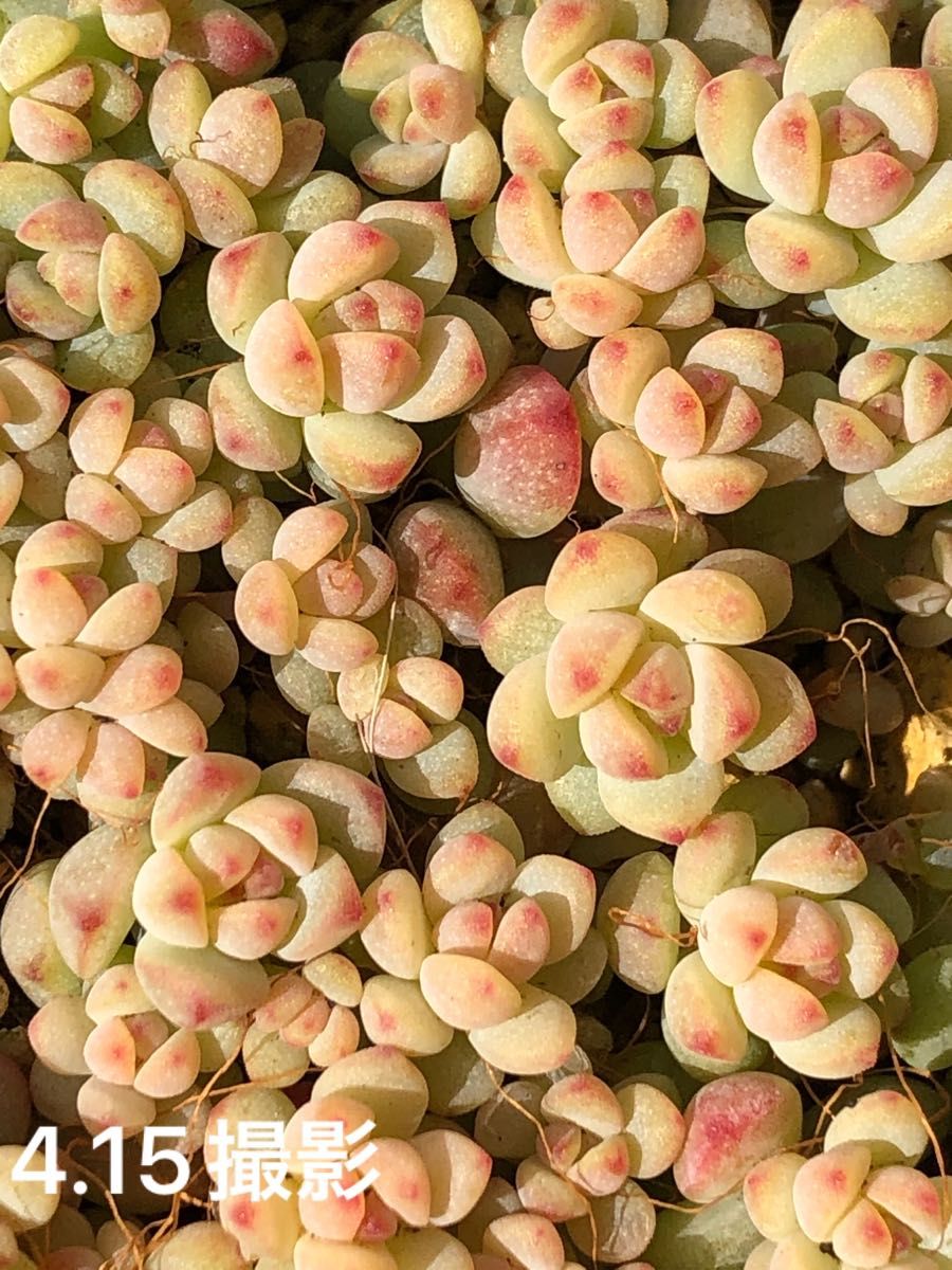 ペレスデラロサエピンクエッジ カット苗 10頭 抜き苗も可能 多肉植物 エケベリア セダム