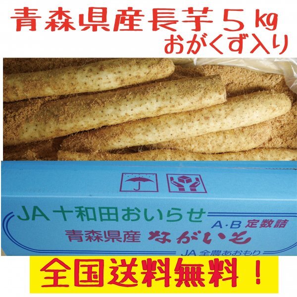 青森県産　長芋　　５ｋｇ　洗浄済み　おがくず入り　送料無料！_画像1