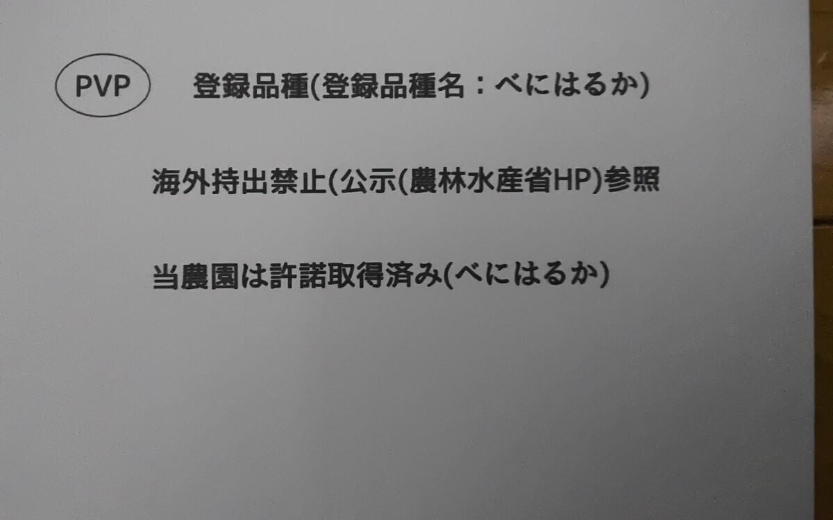 大人気のさつまいも苗(紅はるか)ねっとりしたとても甘いのが特徴(20本)の画像2