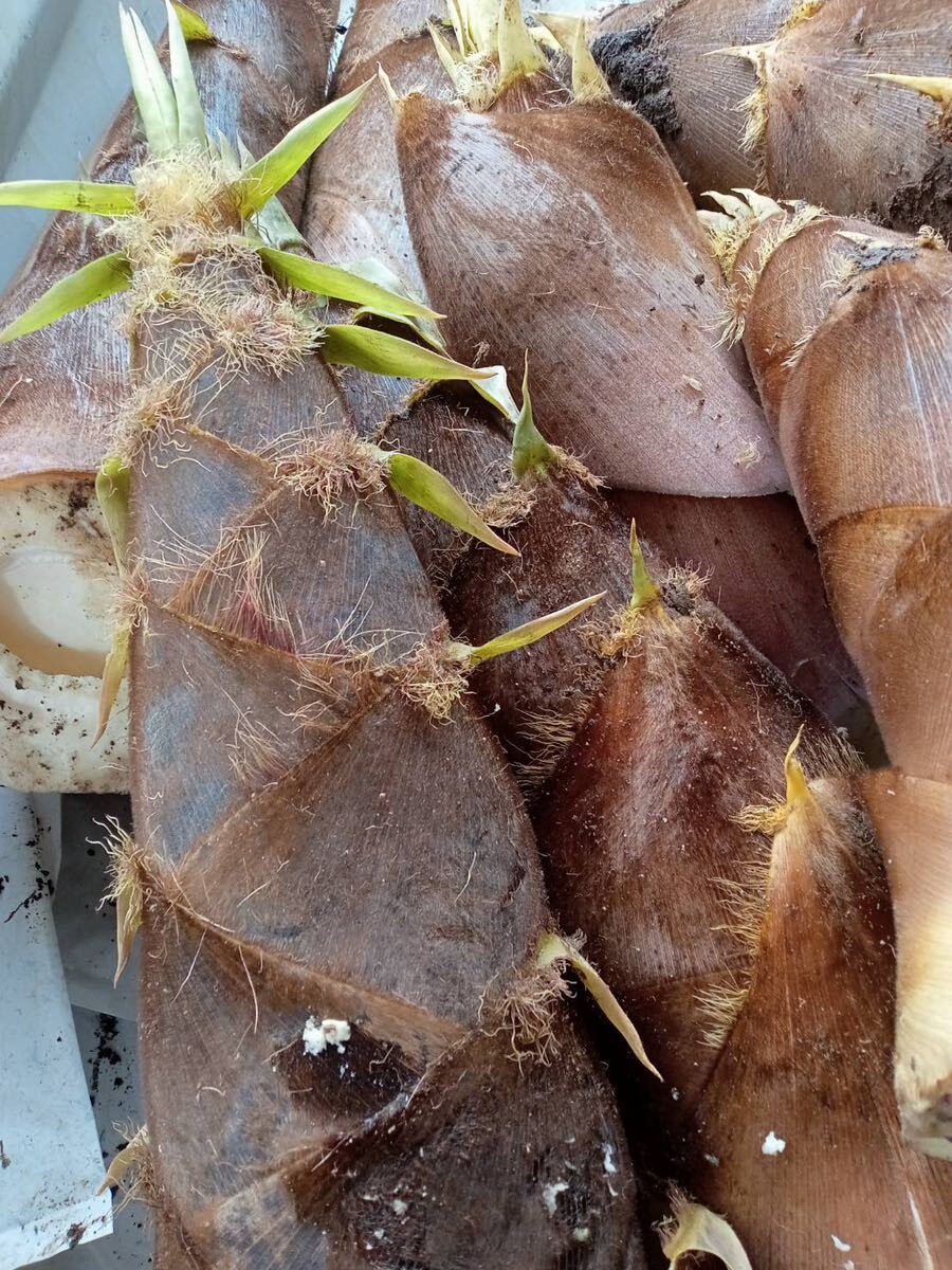  Кагосима сухой побеги бамбука 100 грамм 