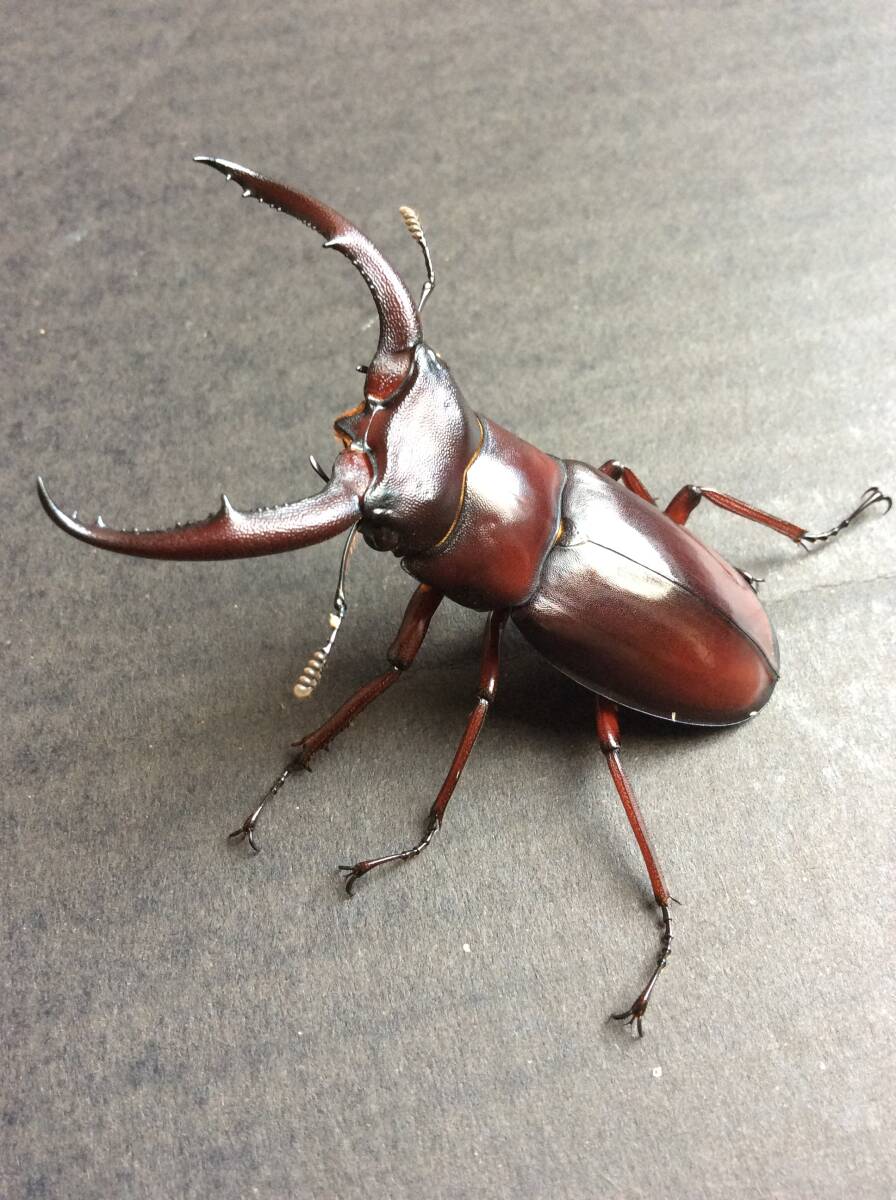 新成虫 マンディブラリス ♂♀ペア 未後食休眠中 南カリマンタン ムラトゥス CBF1_画像3