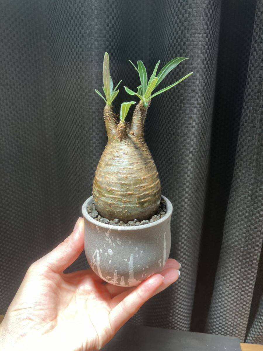 パキポディウム グラキリス 発根済 手乗りサイズ 鉢付き 塊根植物 アガベの画像1