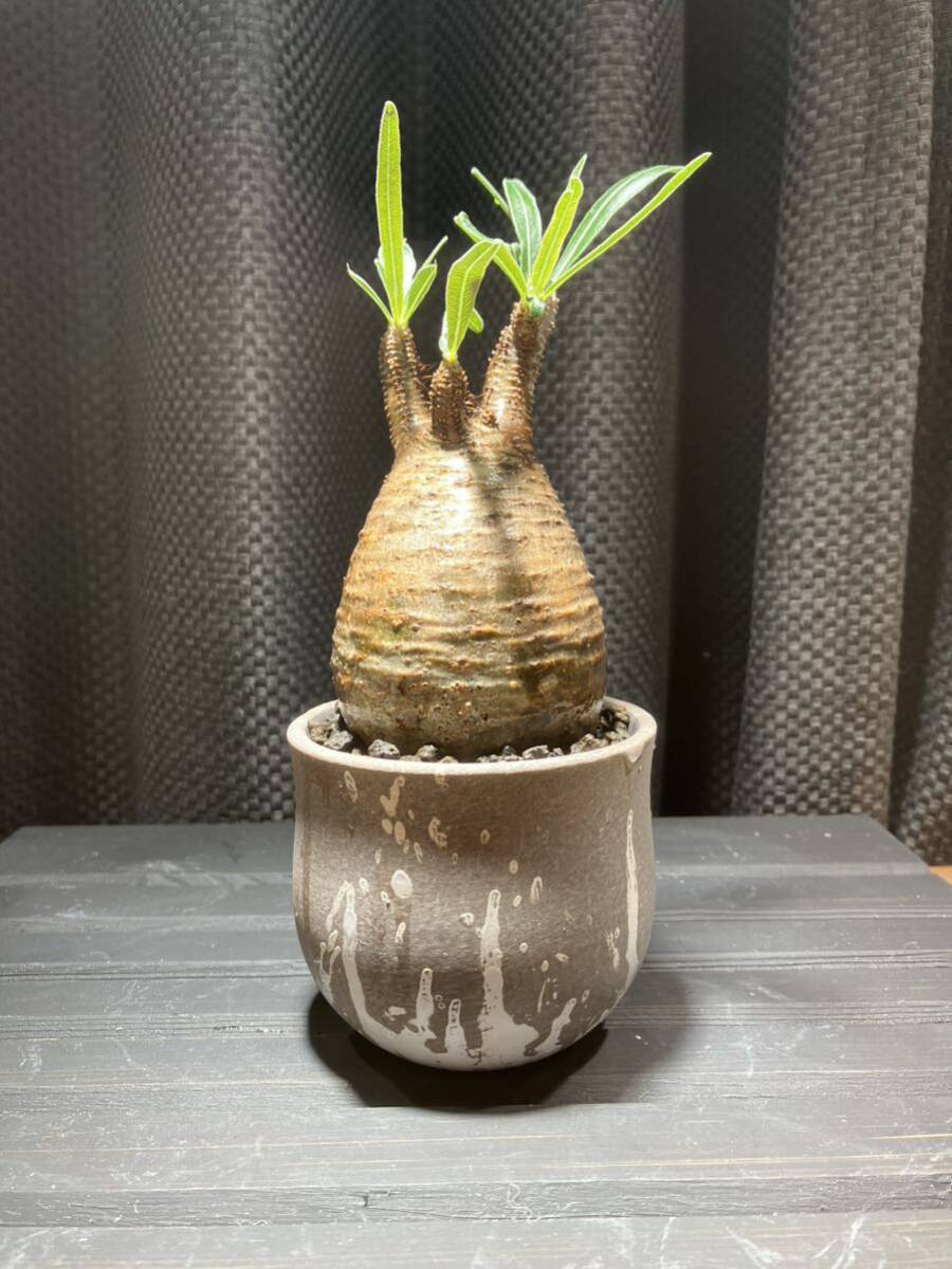 パキポディウム グラキリス 発根済 手乗りサイズ 鉢付き 塊根植物 アガベの画像2