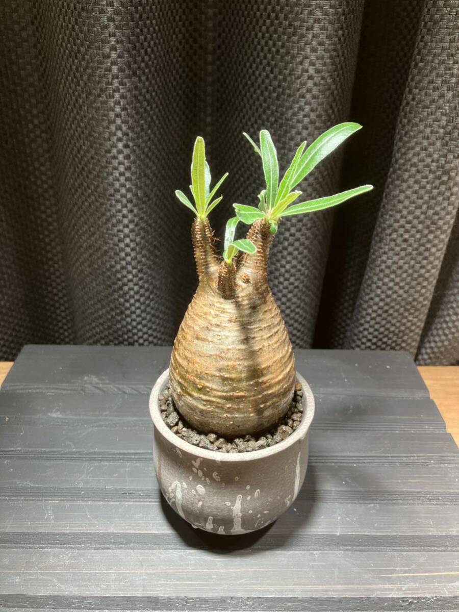 パキポディウム グラキリス 発根済 手乗りサイズ 鉢付き 塊根植物 アガベの画像3