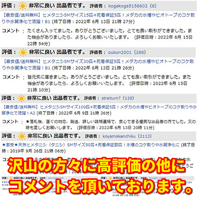 送料無料│ヒメタニシSMサイズ10匹+死着保証5匹│メダカ水槽のコケ取りや水質浄化│亀の活餌│鯉の釣り餌【ゆうパケット│識別番号A1】_画像6