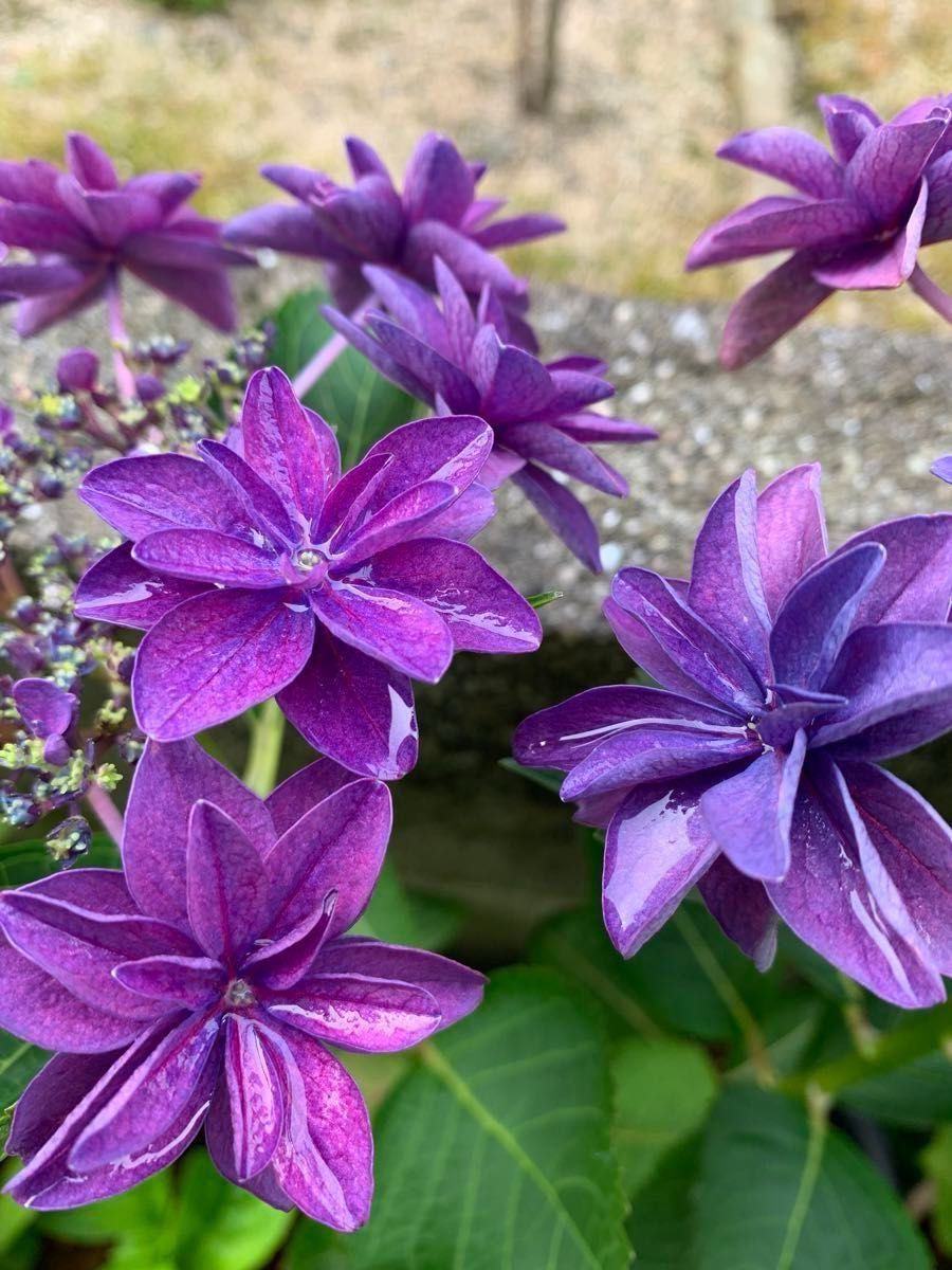 紫陽花　2色　苗セット　八重咲　
