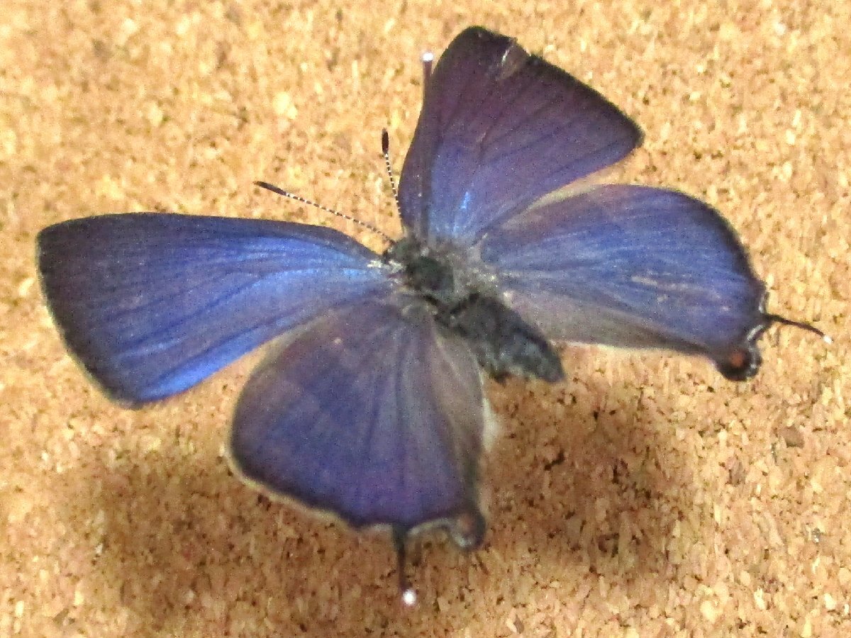 蝶 標本 トラフシジミ春型♀（長崎産／野外品）の画像2