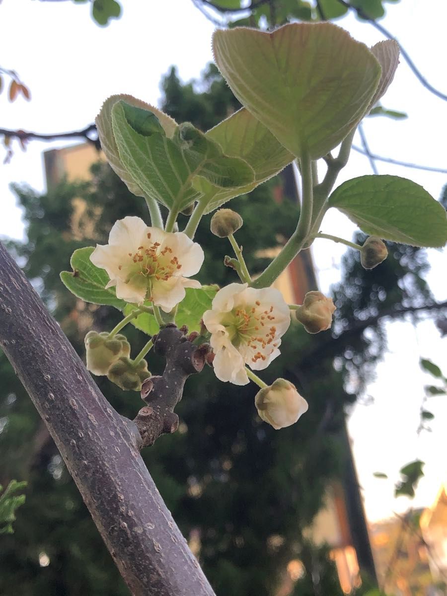 キウイ雄花粉