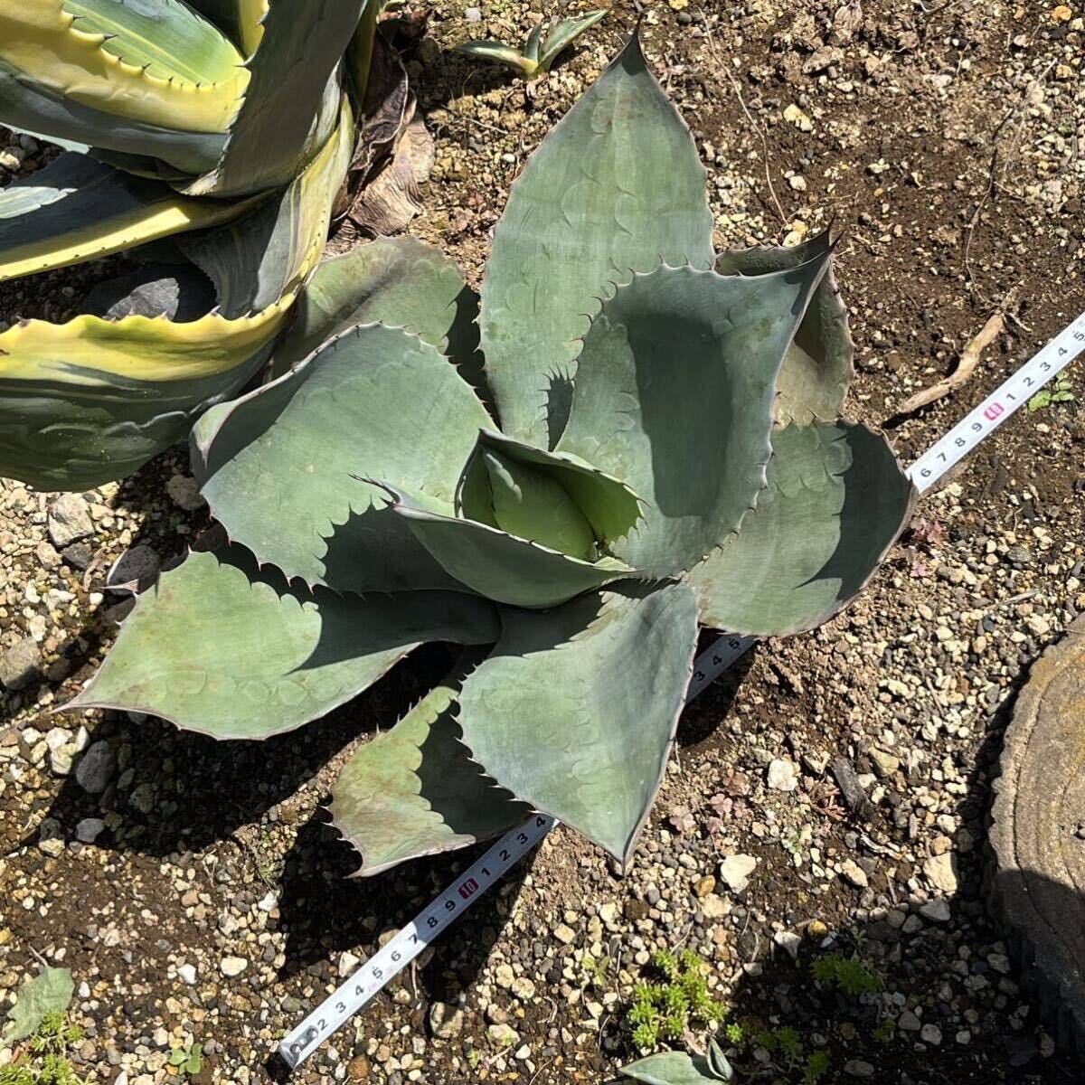 アガベ オバティフォリア Agave ovatifolia 多肉植物 ドライガーデン ロックガーデン_画像1