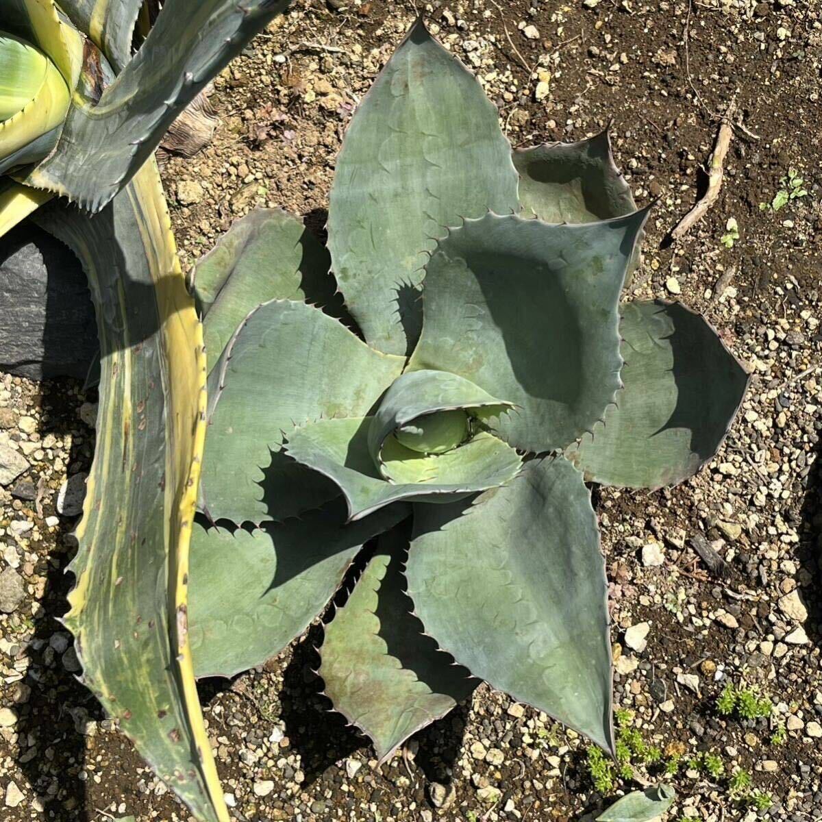 アガベ オバティフォリア Agave ovatifolia 多肉植物 ドライガーデン ロックガーデン_画像9