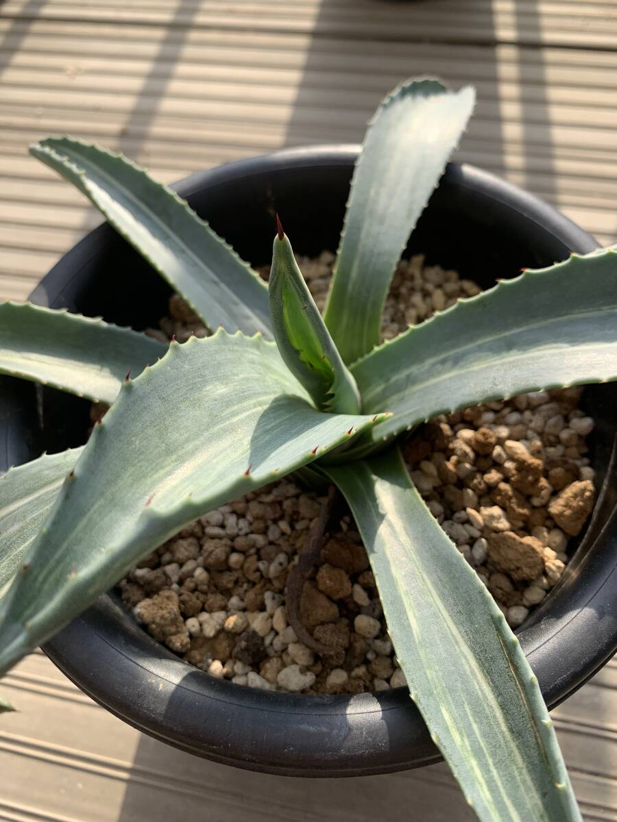 アガベ アメリカーナ 縞斑 agave americana cv. striata 斑入り 写真現品_画像2