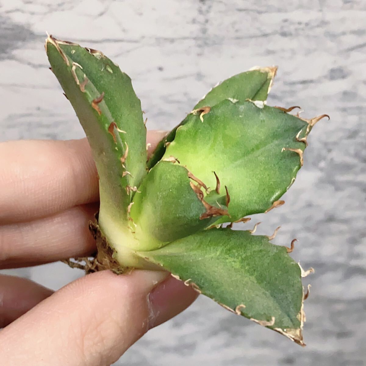 936.厳選子株精選Agave アガベ 白鯨厚葉SR_画像2