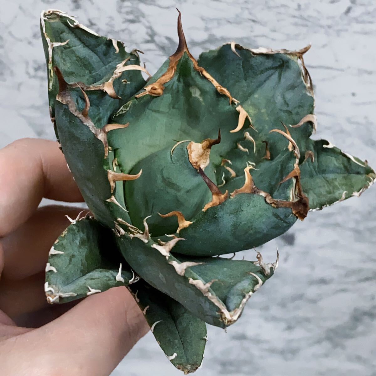 960.厳選株精選Agave アガベ 白鯨厚葉SRの画像3