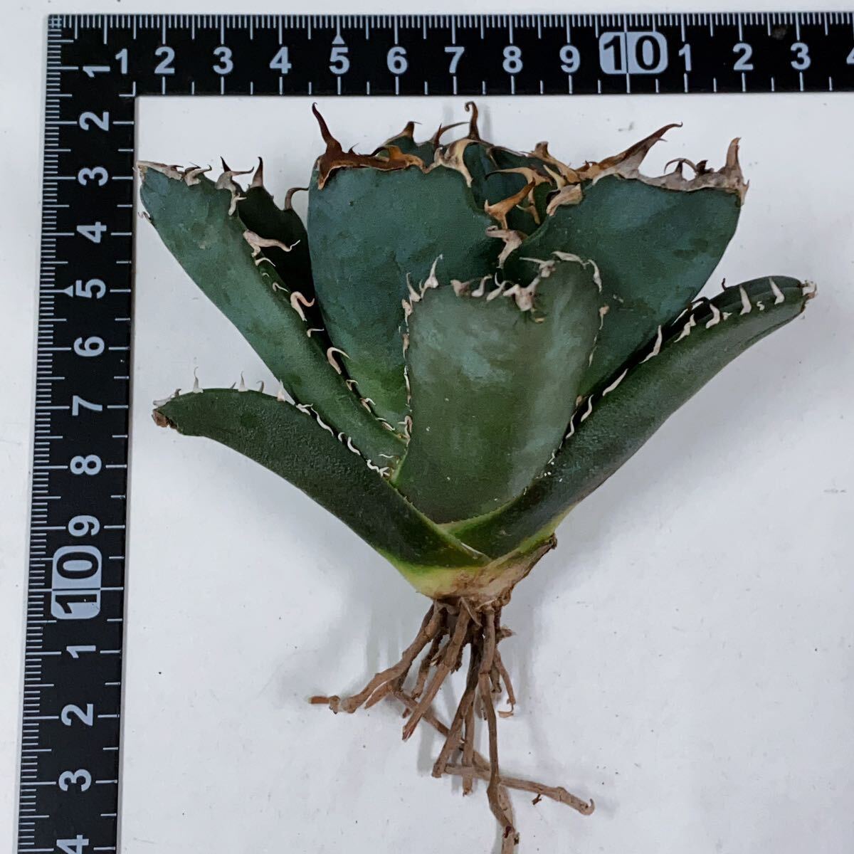 960.厳選株精選Agave アガベ 白鯨厚葉SRの画像10