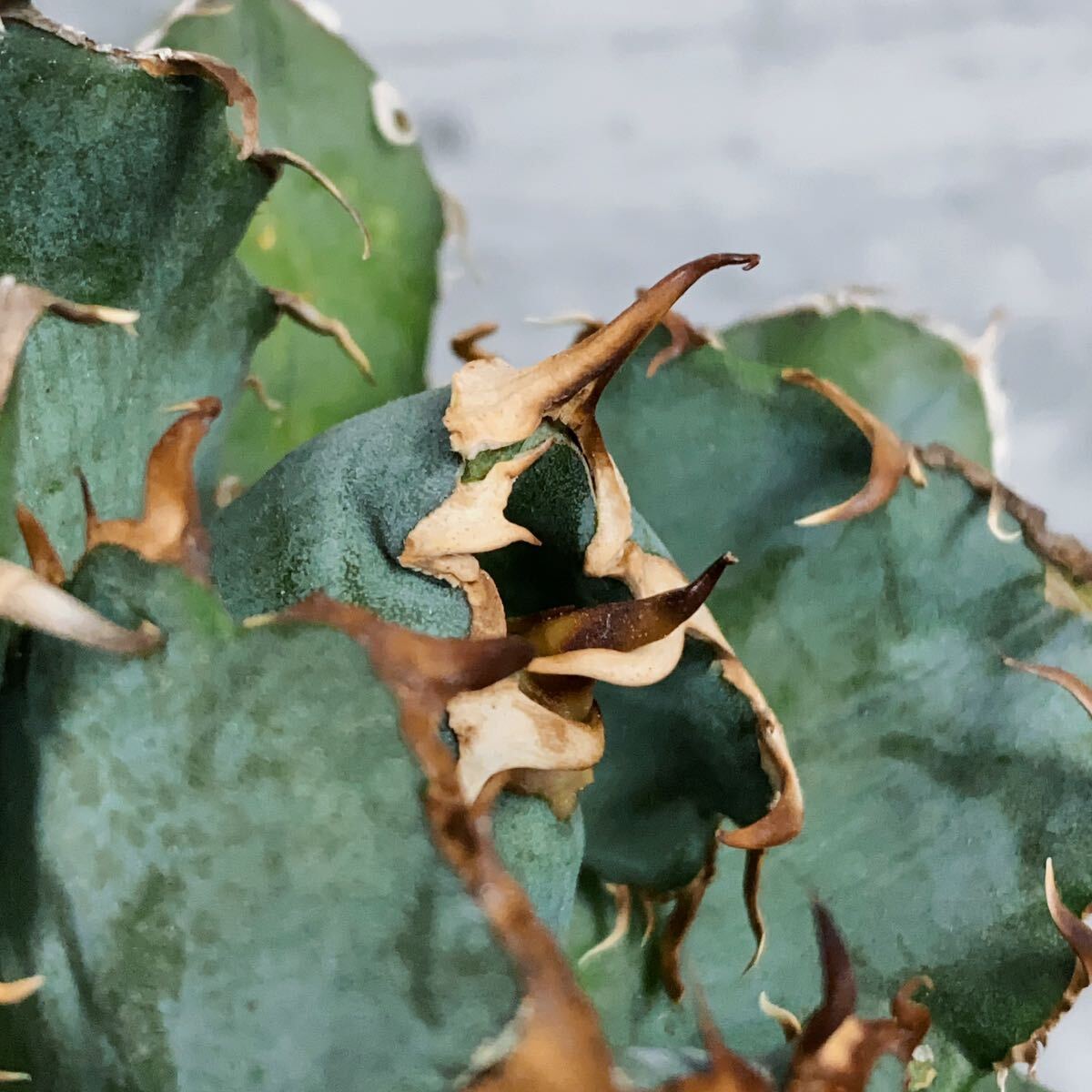 961.厳選株精選Agave アガベ 白鯨厚葉SRの画像5