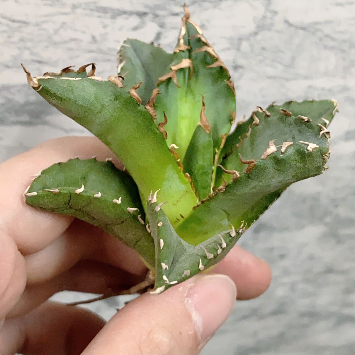 969.厳選株精選Agave アガベ 白鯨厚葉SRの画像6