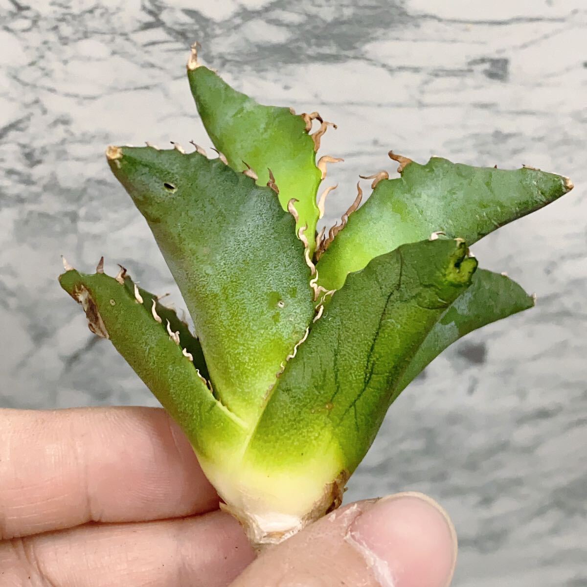 971.厳選株精選Agave アガベ 白鯨厚葉SRの画像5