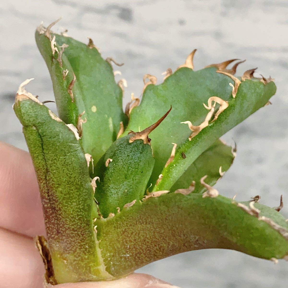 1019.厳選株精選Agave アガベ 白鯨厚葉SRの画像3