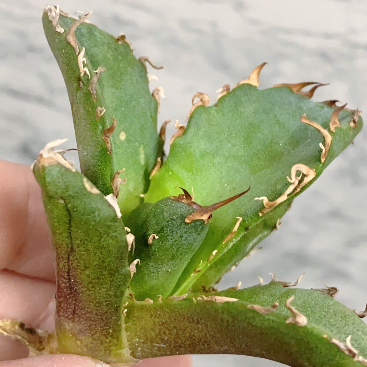 1019.厳選株精選Agave アガベ 白鯨厚葉SRの画像7