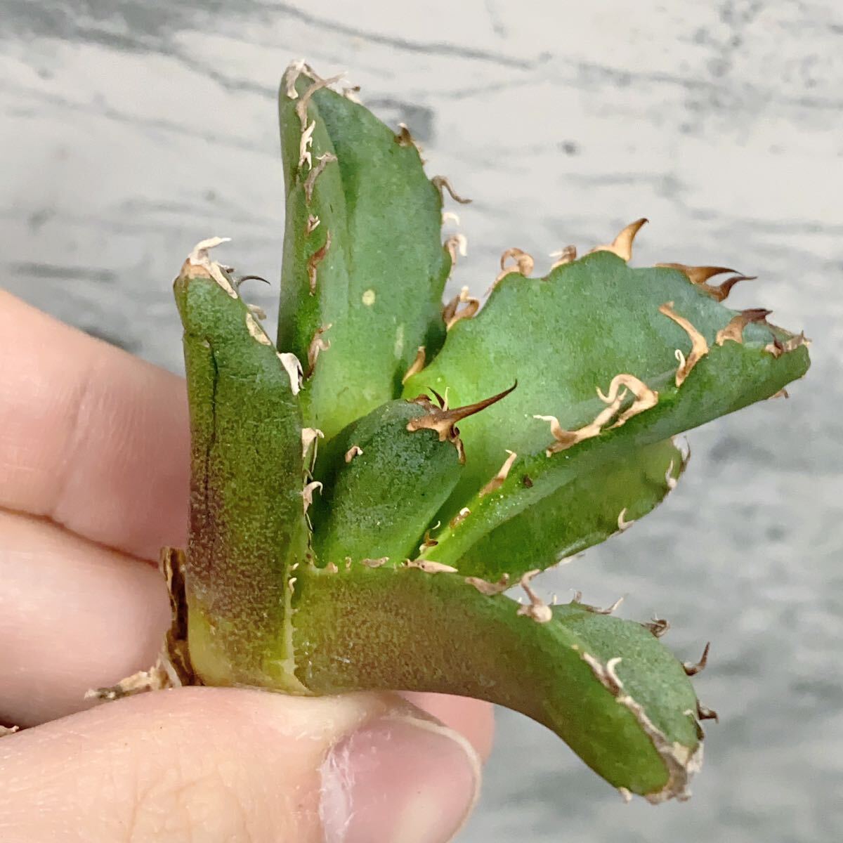 1019.厳選株精選Agave アガベ 白鯨厚葉SRの画像2