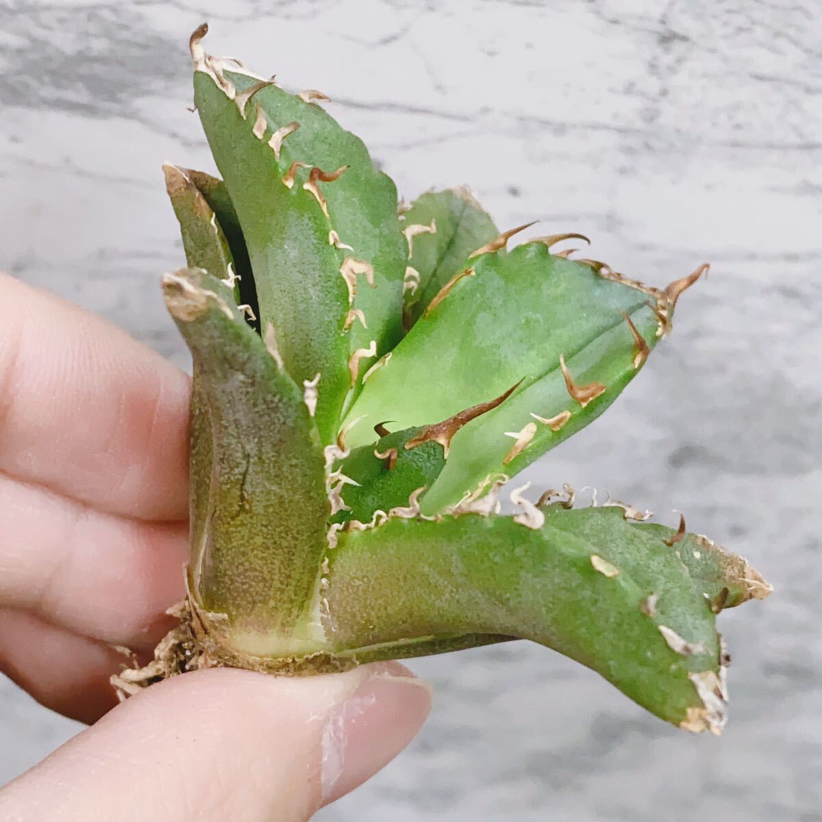 1021.厳選株精選Agave アガベ 白鯨小株厚葉SRの画像2