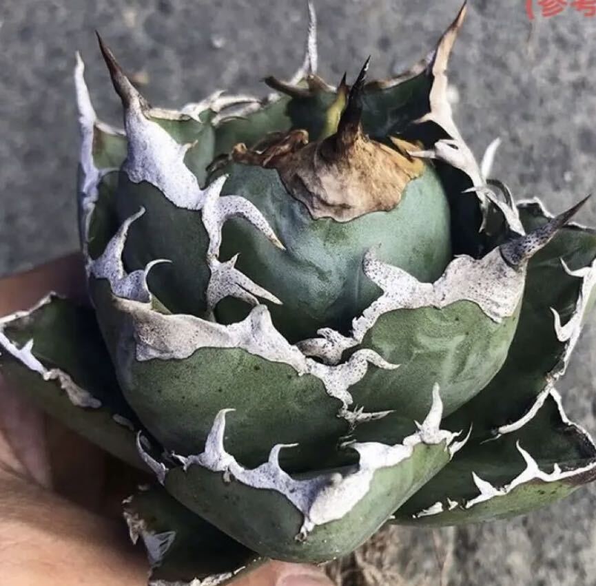 931.厳選子株精選Agave アガベ 白鯨厚葉SR_画像1