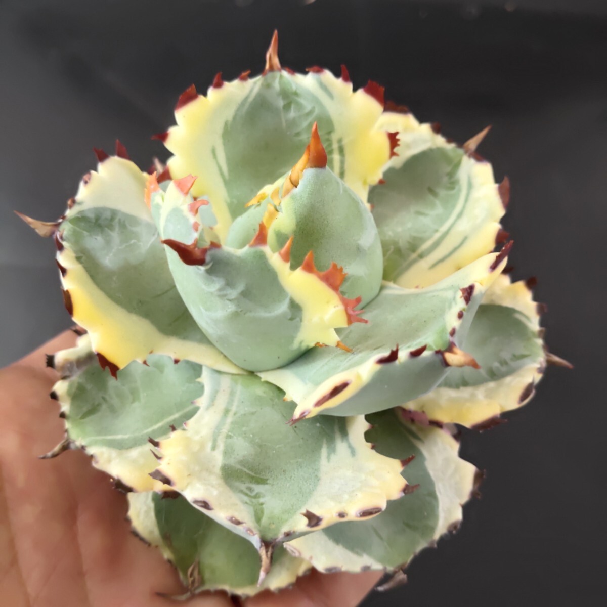 【農夫植物】F04アガベ チタノタ agave イシスメンシス 兜蟹錦 台湾株 強棘 葉包 特選極美株の画像2