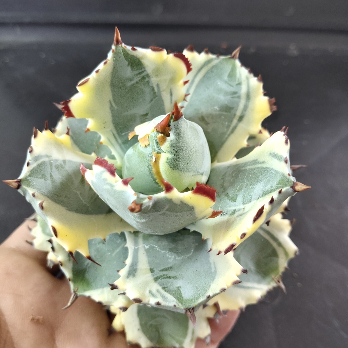 【農夫植物】F273アガベ チタノタ agave イシスメンシス 兜蟹錦 台湾株 強棘 葉包 特選極美株の画像3