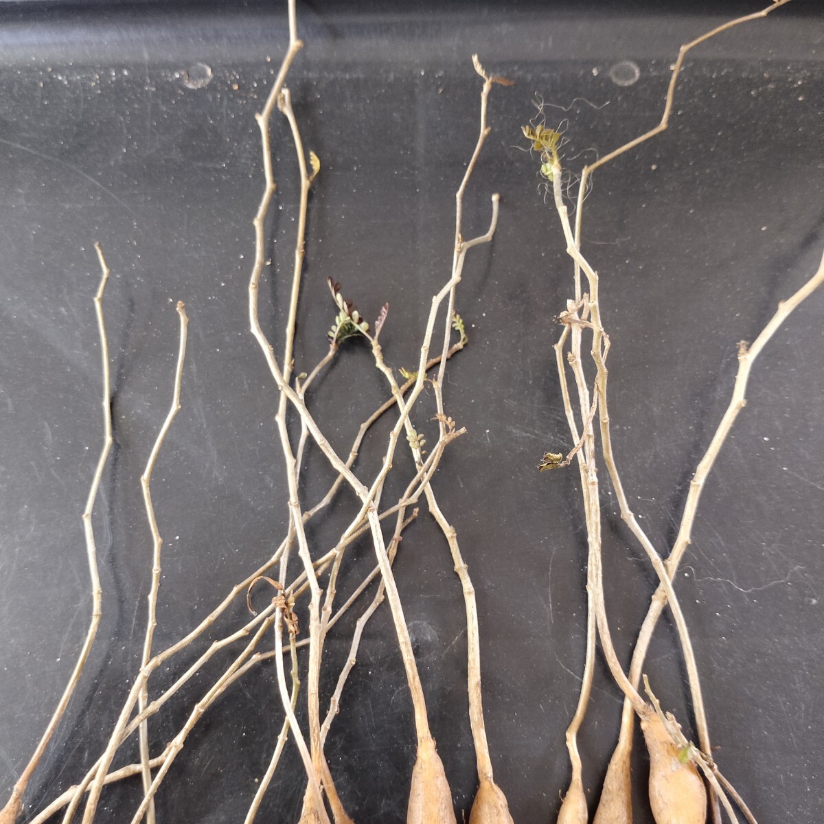 【農夫植物】F280塊根植物 オペルクリカリア パキプス Operculicarya pachypus 実生株 17株同梱の画像4