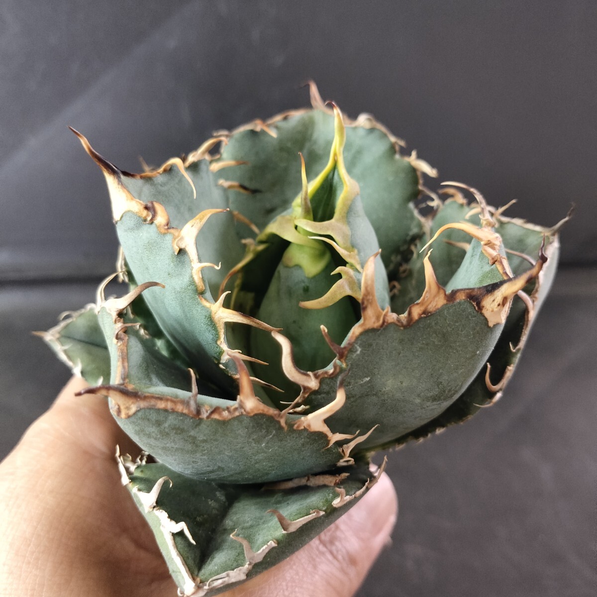 [ agriculture Hara plant ]F846 agave chitanota white . finest quality a little over . short leaf thickness leaf . leaf type . selection finest quality stock 