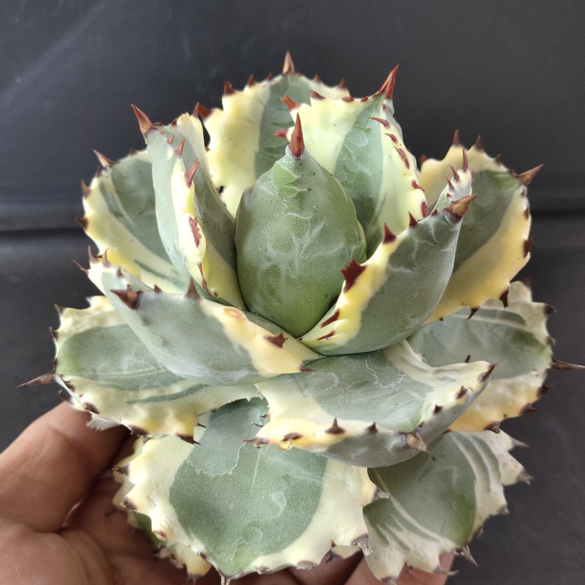 [ agriculture Hara plant ]F849 agave chitanotaagaveisis men sis helmet .. Taiwan stock a little over . leaf . special selection ultimate beautiful stock 