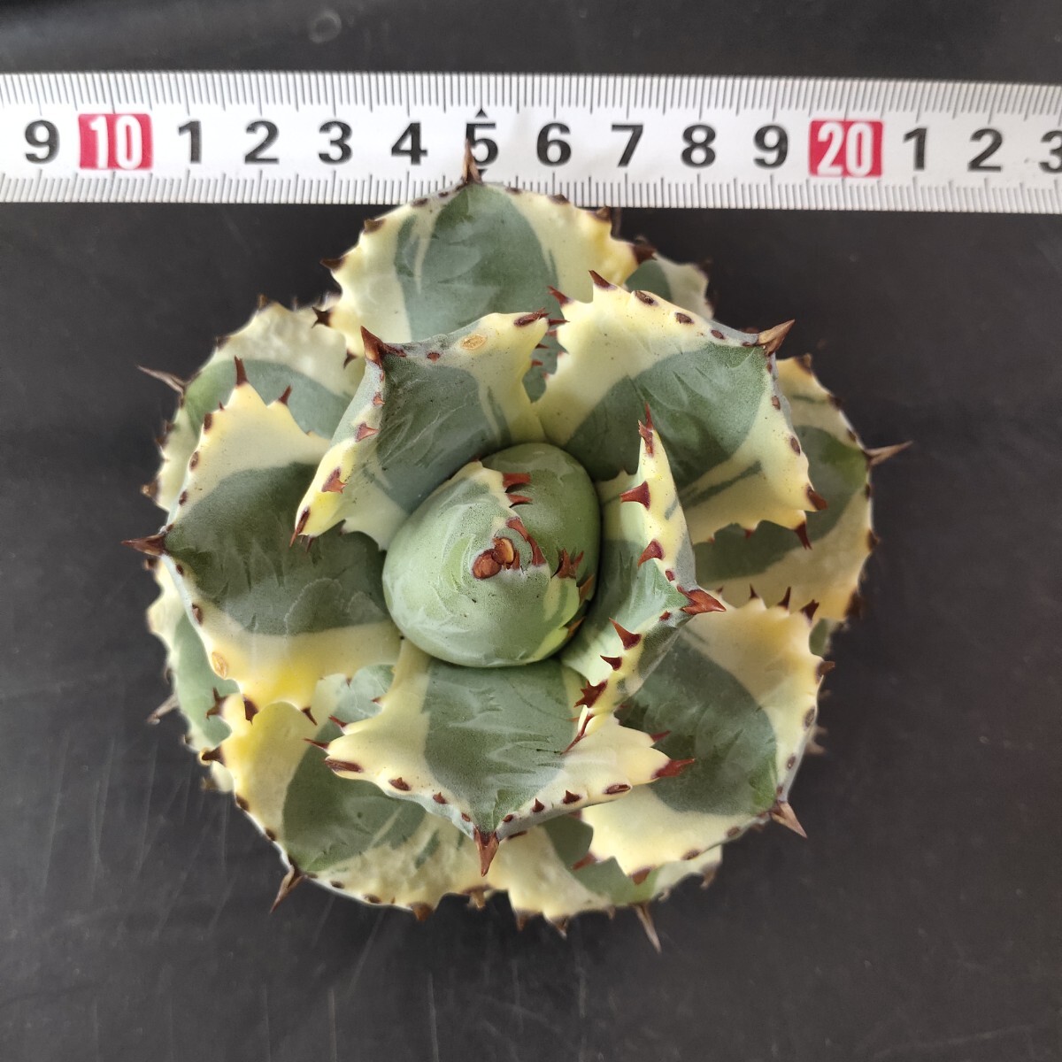 [ agriculture Hara plant ]F849 agave chitanotaagaveisis men sis helmet .. Taiwan stock a little over . leaf . special selection ultimate beautiful stock 
