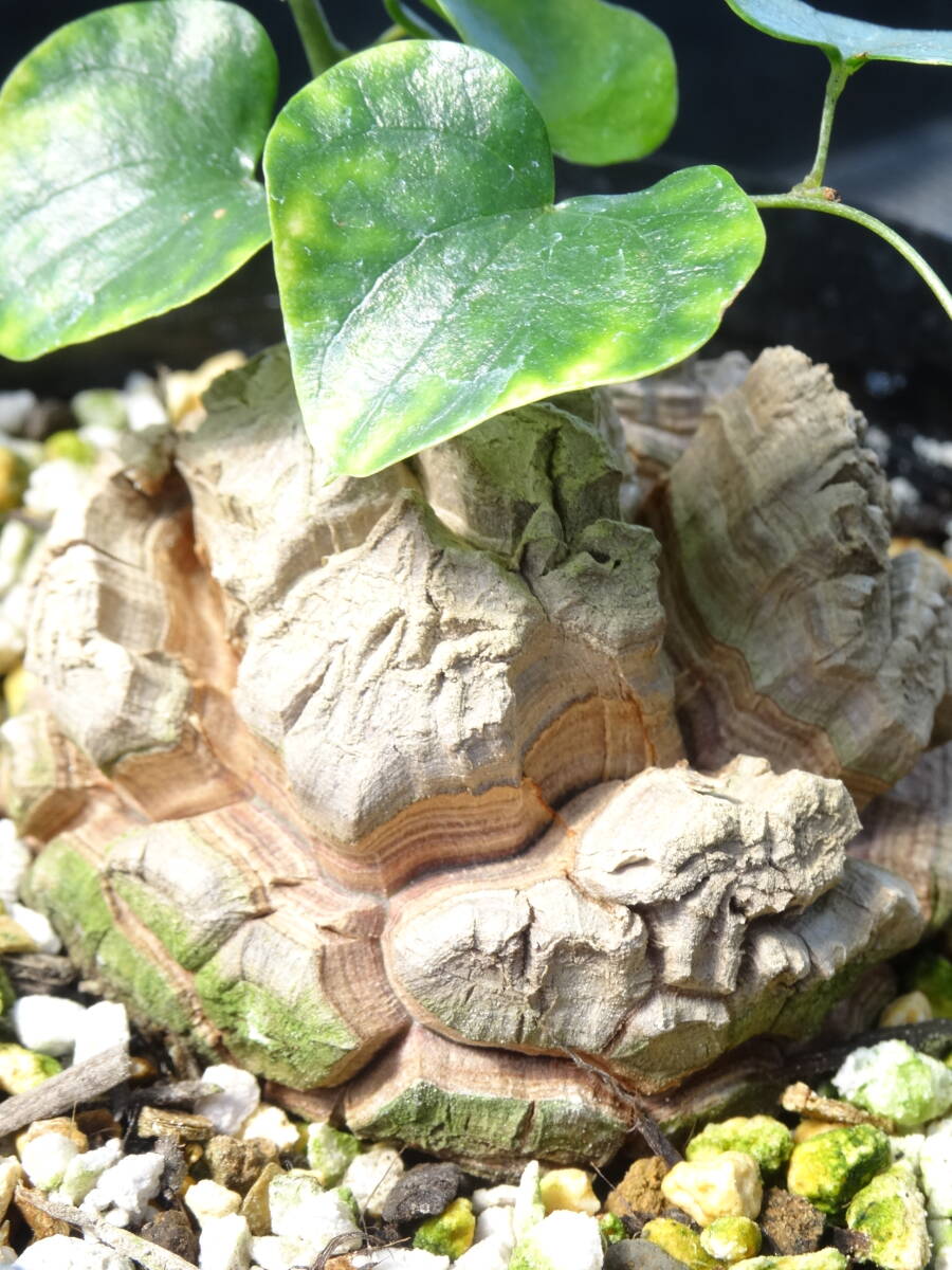 送料無料 ② アフリカ亀甲竜 約6.7cm 鉢ごとゆうパック発送 実生苗 美株 Dioscorea elephantipes 塊根植物 多肉植物の画像3