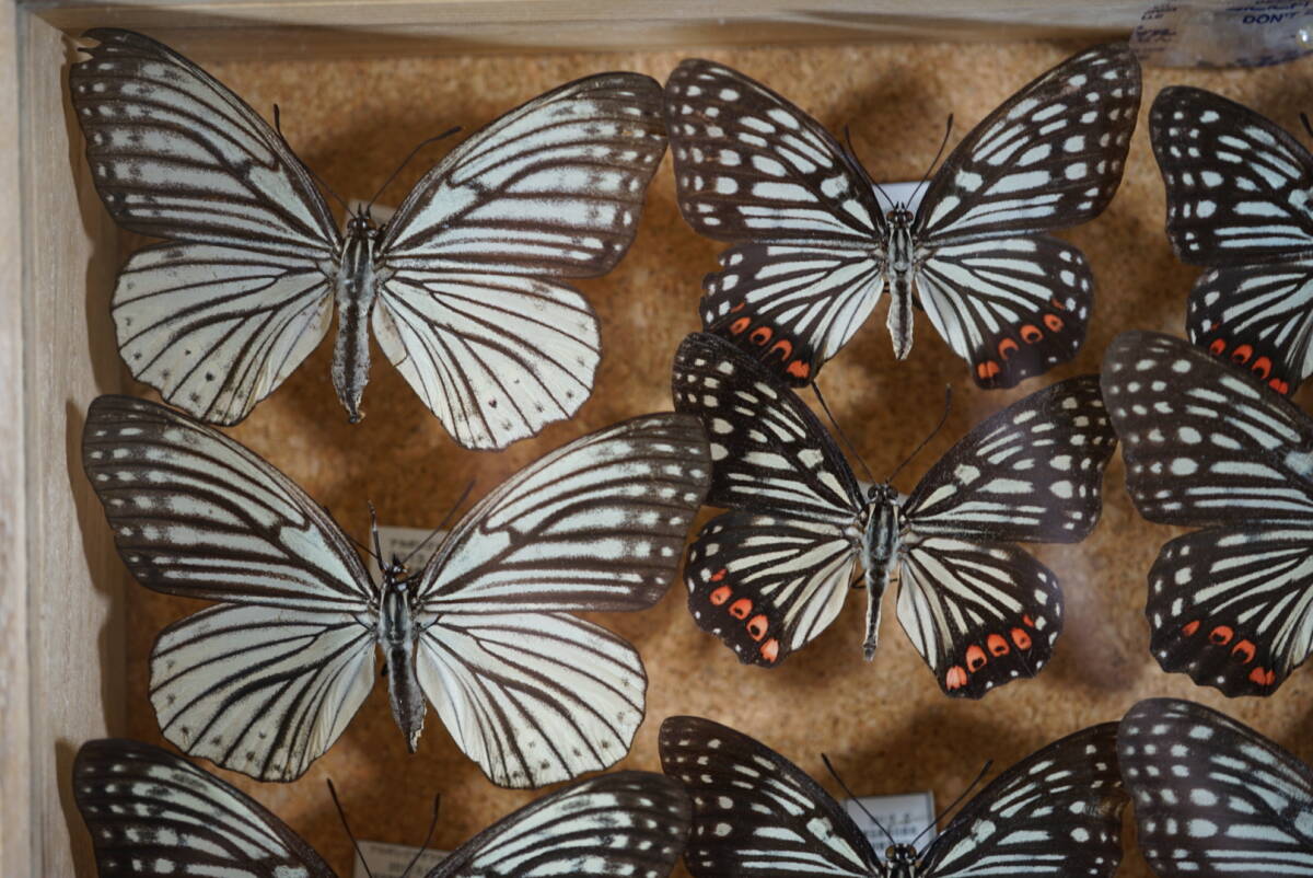 標本 アカボシゴマダラ 春型 夏型 標本箱 資料 研究 コレクション 昆虫の画像6