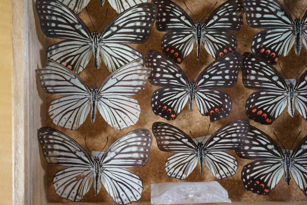 標本 アカボシゴマダラ 春型 夏型 標本箱 資料 研究 コレクション 昆虫の画像7