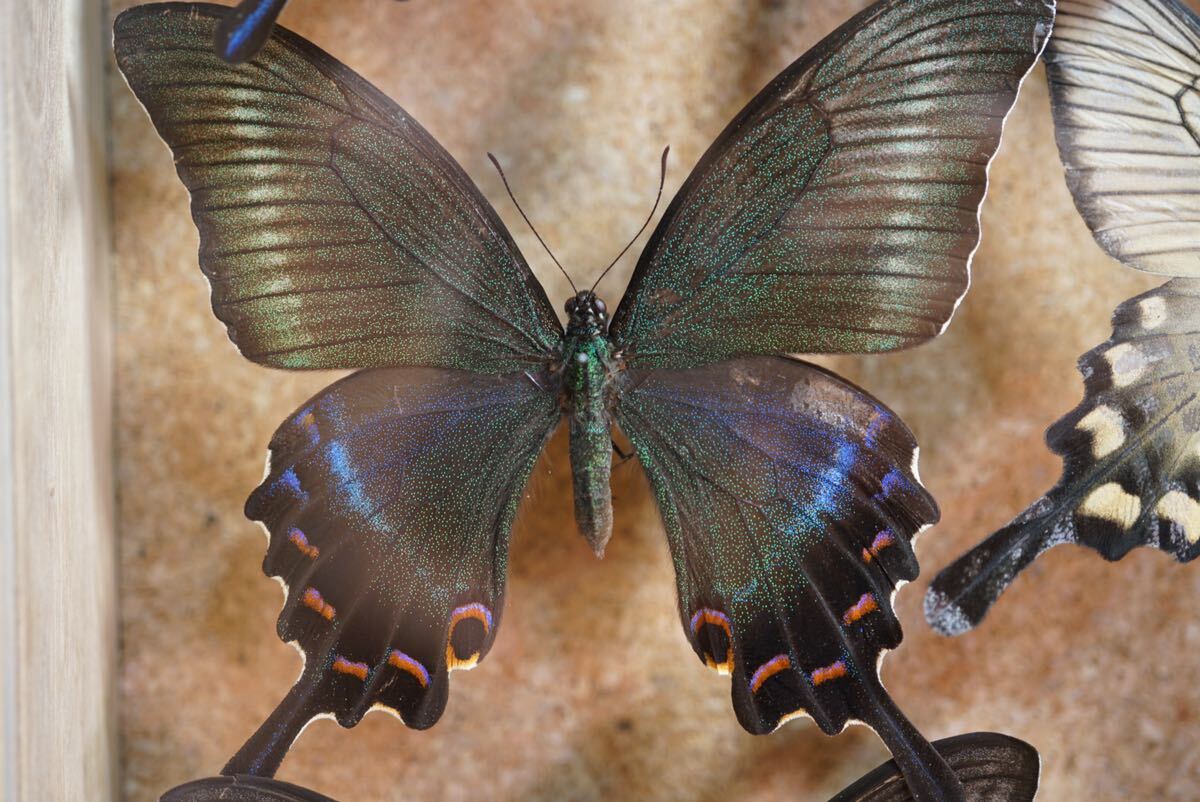 標本 蝶 希少種 ムラサキシジミ ムラサキツバメ他31体 標本箱 資料 研究 コレクションの画像5