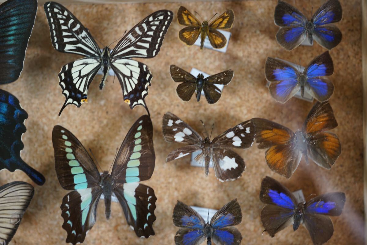 標本 蝶 希少種 ムラサキシジミ ムラサキツバメ他31体 標本箱 資料 研究 コレクションの画像2
