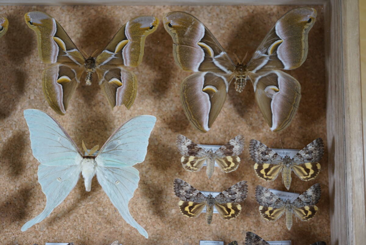 標本 蝶 シンジュサン オニベニシタバ オナガミズアオ エルモンドクガなど計33体　標本箱 資料 研究 コレクション