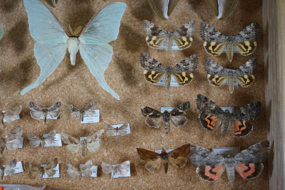 標本 蝶 シンジュサン オニベニシタバ オナガミズアオ エルモンドクガなど計33体　標本箱 資料 研究 コレクション