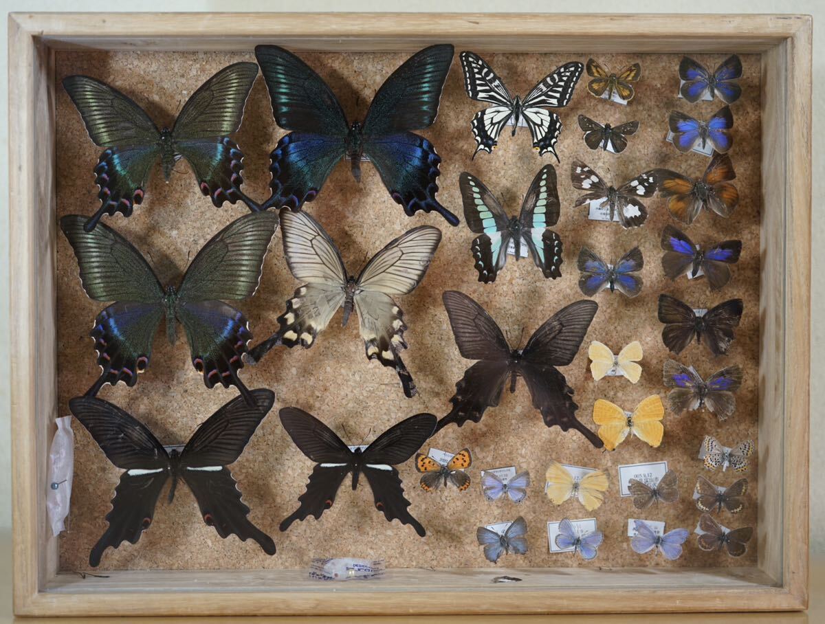標本 蝶 希少種 ムラサキシジミ ムラサキツバメ他31体 標本箱 資料 研究 コレクションの画像1
