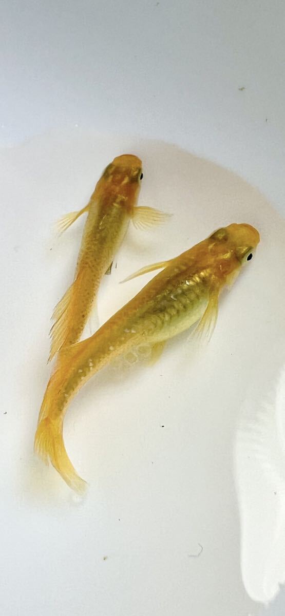 広島ショップ血統☆レモンスカッシュ☆メダカの若魚 1ペア 鮮やかな黄色の画像1