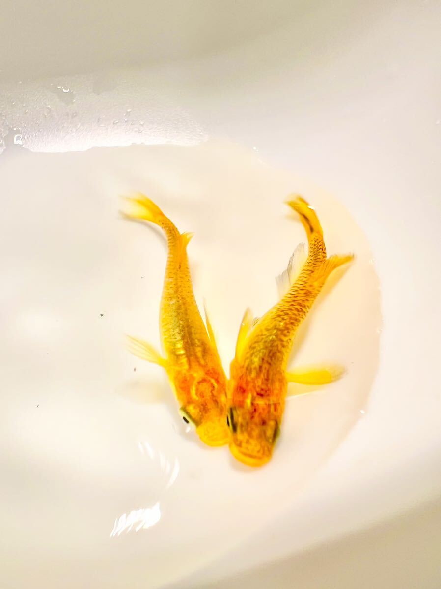 広島ショップ☆め組様血統☆レモンスカッシュ メダカの若魚 1ペア 鮮やかな黄色の画像2