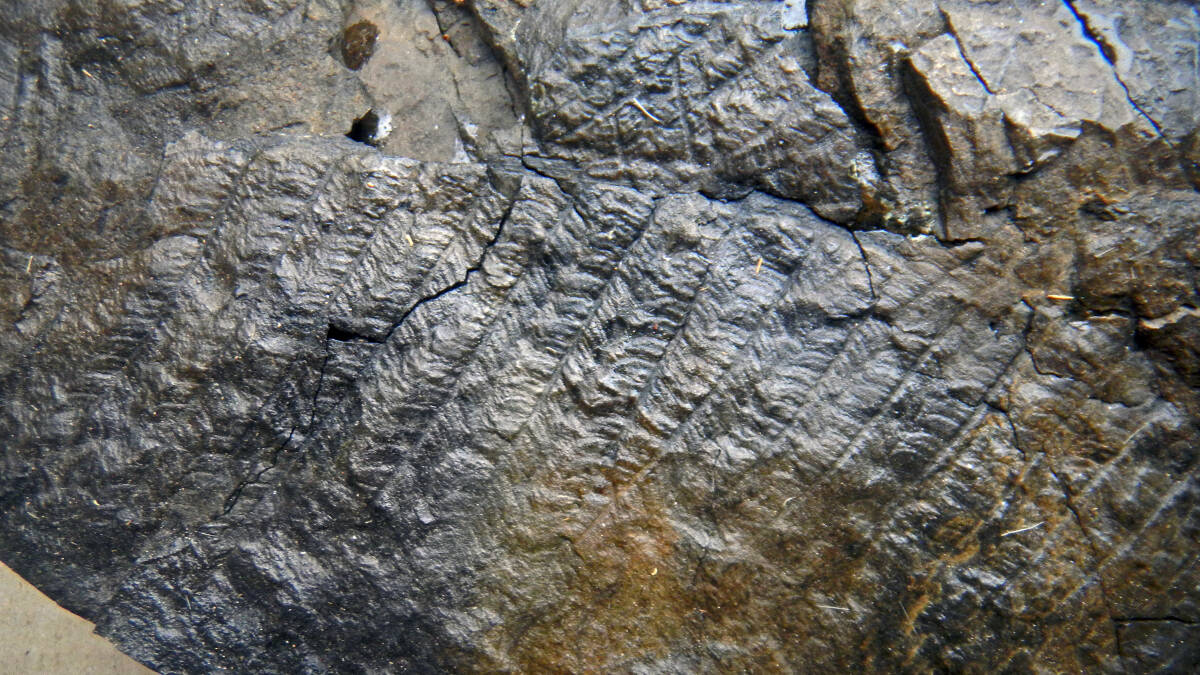 日本の化石  群馬県、神流町、山中地溝帯 瀬林層の植物化石 クラドフレビス Cladophlebis exliformisの画像8