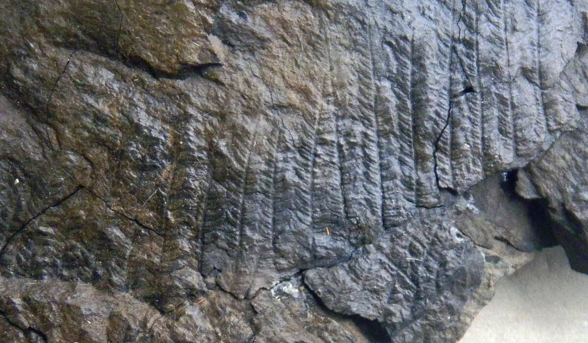 日本の化石  群馬県、神流町、山中地溝帯 瀬林層の植物化石 クラドフレビス Cladophlebis exliformisの画像5