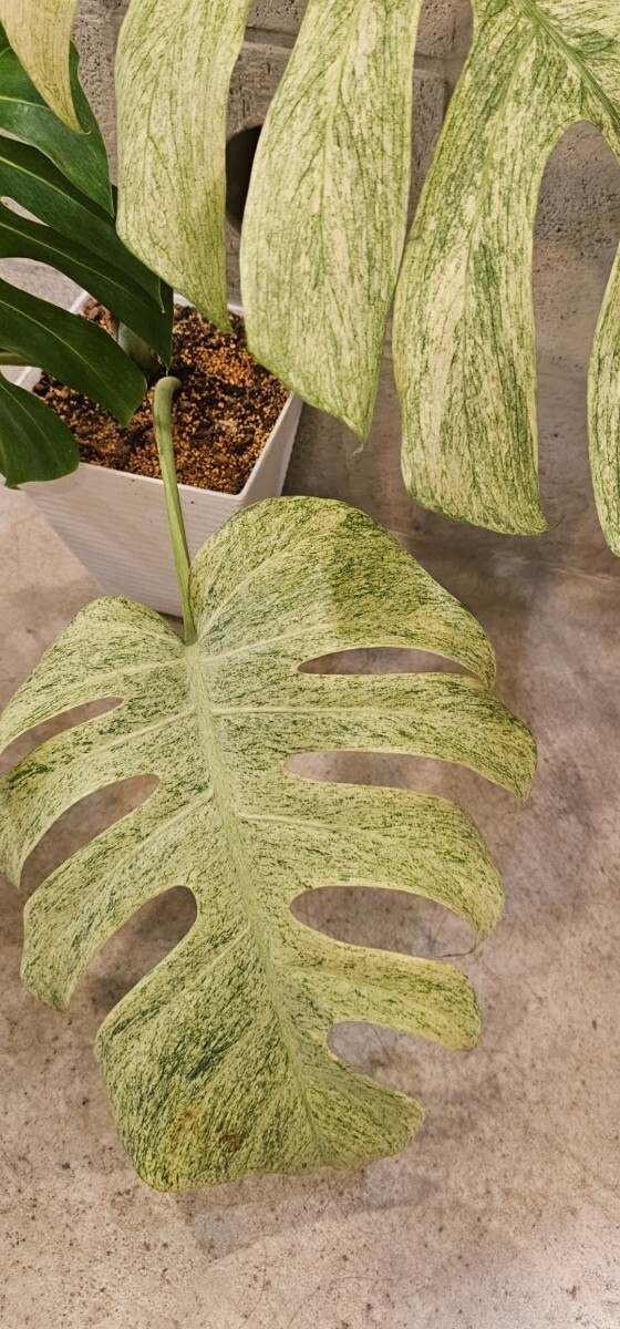 ◆モンステラ　ボルシギアナ　ミント！！ Mint！斑入り！天芽！◆Monstera Borsigiana Mint！！　斑入り_親株参考画像