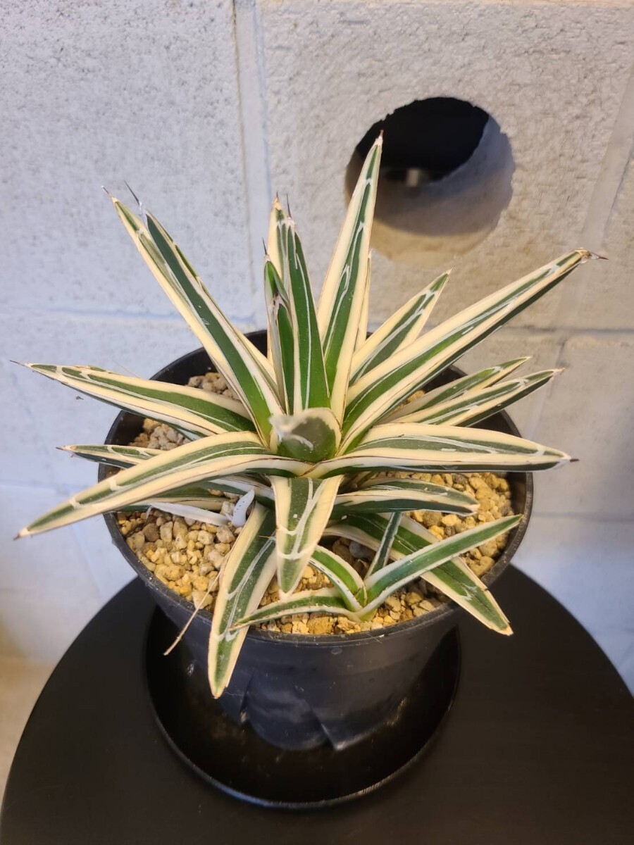 ◆アガベ 氷山 特選！鮮明斑 ！子株付き！◆Agave victoriae-reginae 'Hyouzan'_画像2