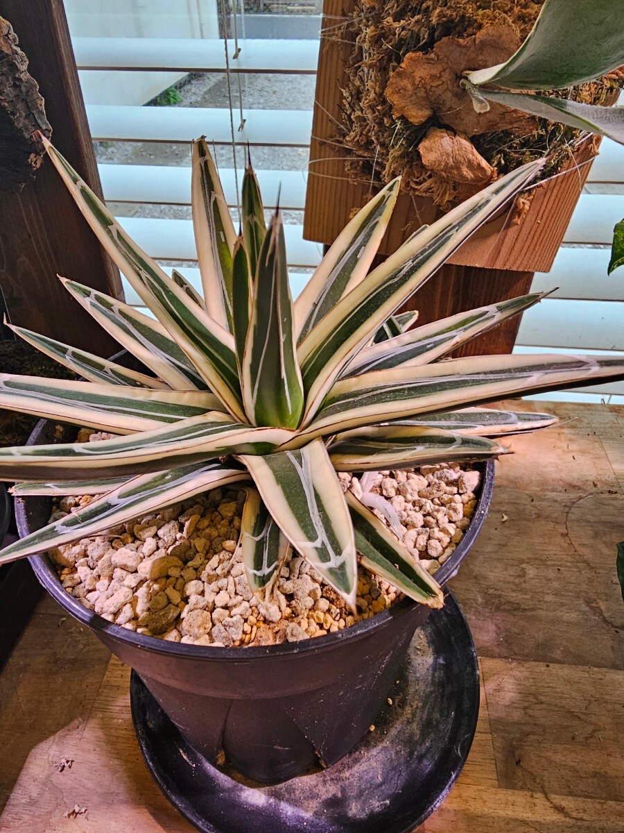 ◆アガベ 氷山 特選！鮮明斑 ！子株付き！◆Agave victoriae-reginae 'Hyouzan'の画像1